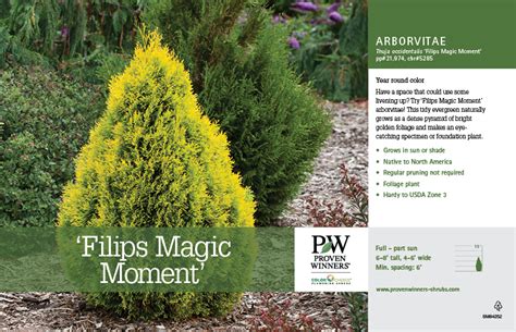 Filips Magic Moment Arborvitae: A Native Tree with Unique Features